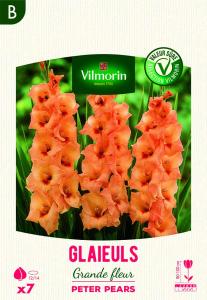 Glaïeuls Peter Pears (x7)